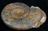 Wide Perisphinctes Ammonite - Germany #9703-3